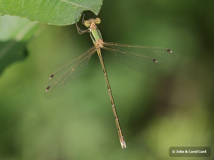 J18_0660 Lestes barbarus male.JPG